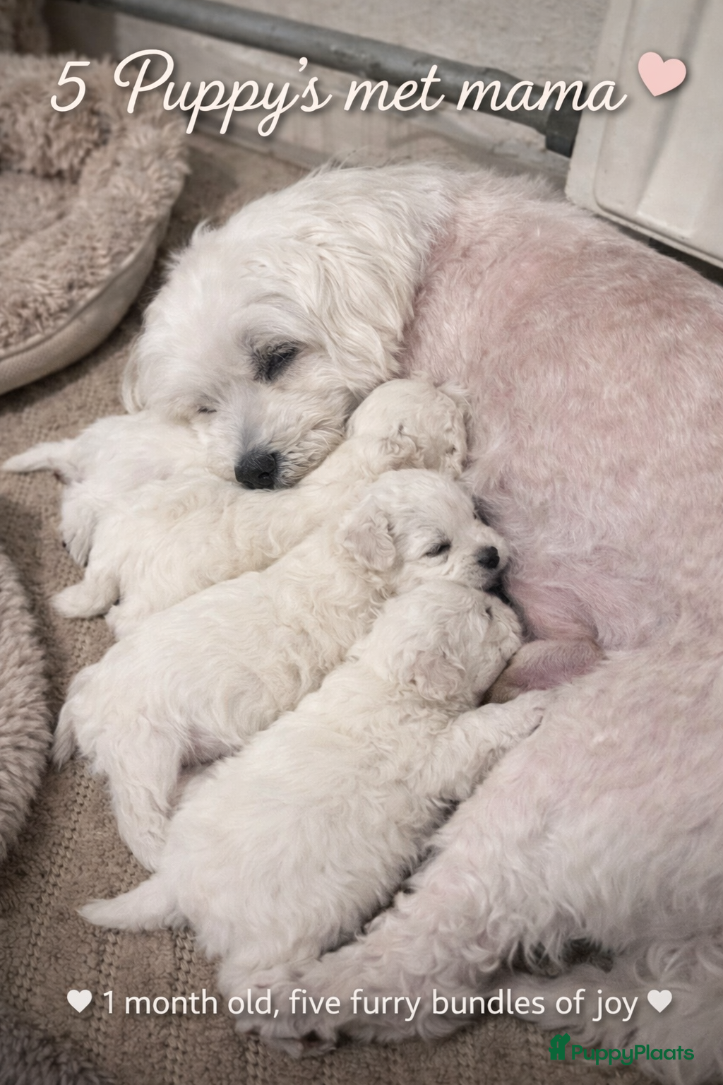 Maltezer honden Mini malzeter  - Advertentie 1