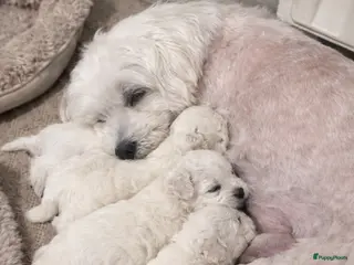 Maltezer honden Mini malzeter - Advertentie 8