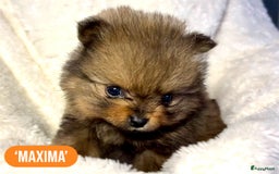 Pomeriaan honden te koop: Pomeriaanpups. 25 juni mogen ze het nest verlaten. in Emmen - Afbeelding 2