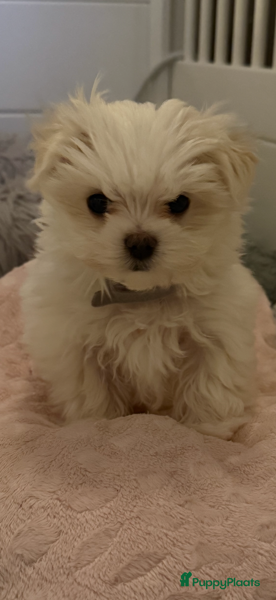 Maltezer honden te koop: Toy Maltezer pups - Advertentie 10