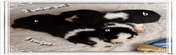 Border Collie honden te koop: Prachtige, Border Collie pups, 100% raszuiver! - Advertentie 13