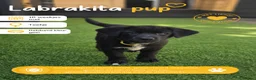Kruising honden te koop: Laatste Labrakita pup teefje zoekt nieuw huisje - Advertentie 7