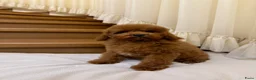 Poedel Toy honden te koop: Leuke Toy  Poedel pupjes - Advertentie 5