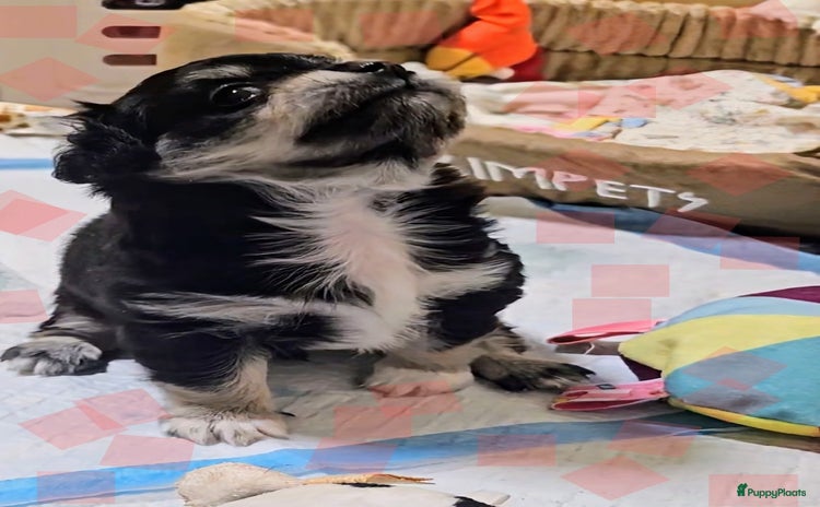 Chihuahua honden - Advertentie 2