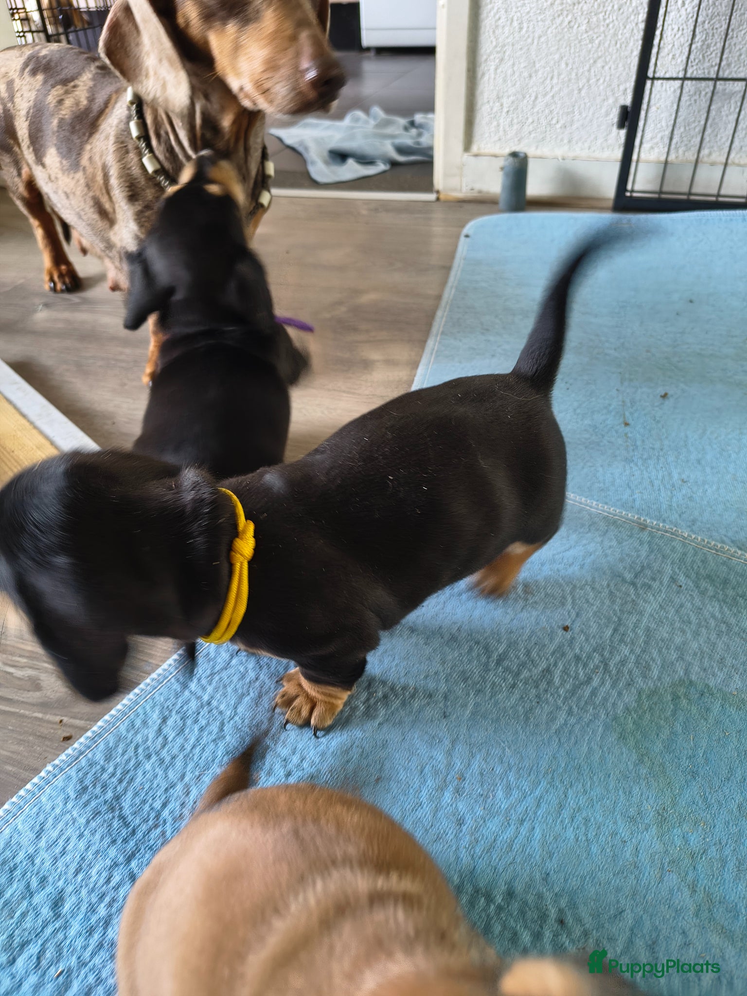 Kruising honden Kort harige teckel puppy's reutjes  - Advertentie 2