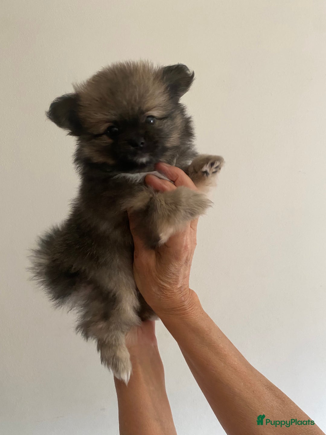 Pomchi honden te koop: Mooie pomchi pups - Afbeelding 14