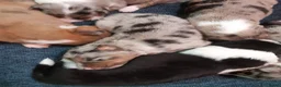 Kruising honden te koop:  Australian Shepherd (75%) x Bordercollie (25%) - Advertentie 27