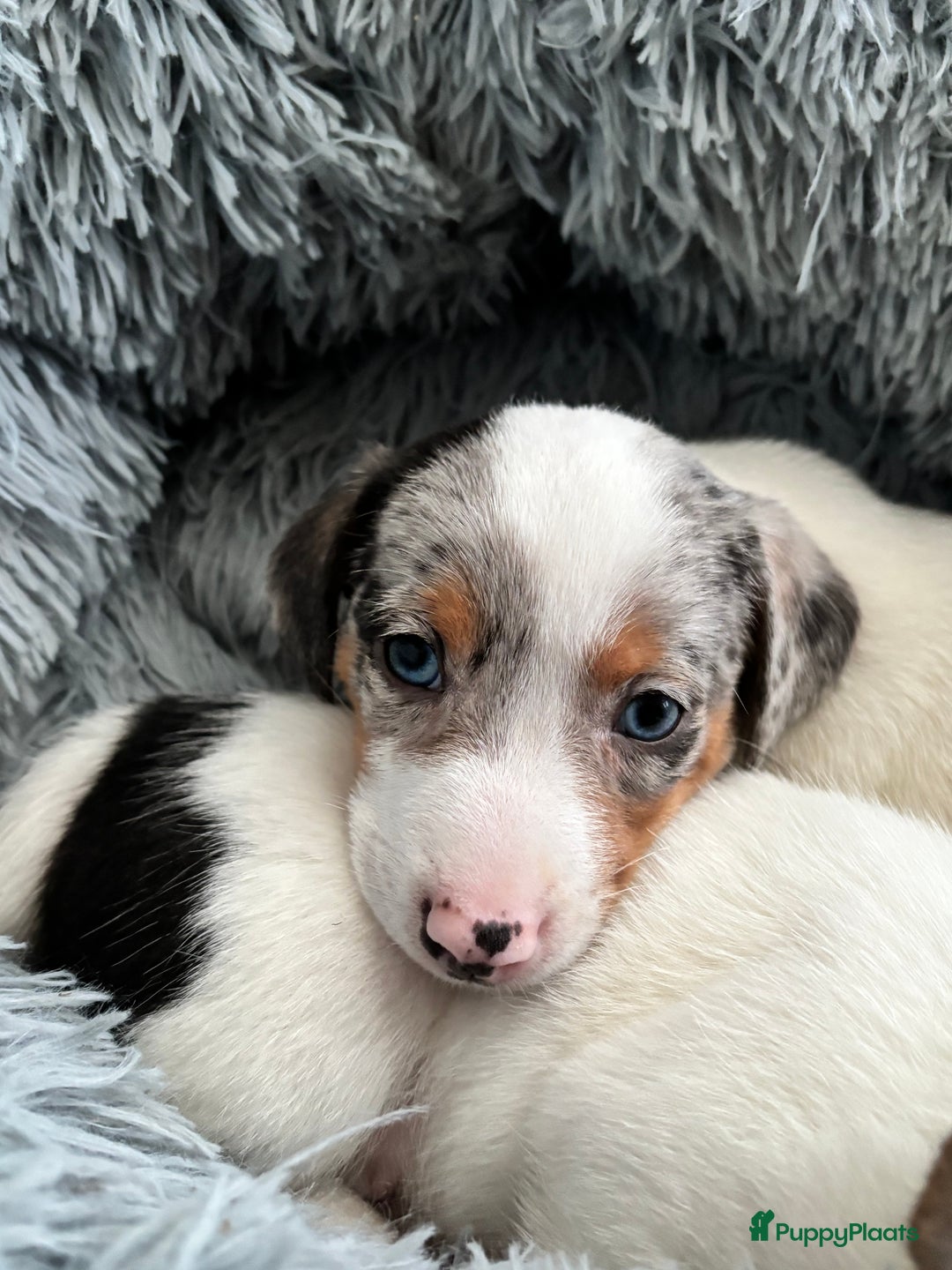 Jack Russel Terriër honden te koop: Jack Russell pups  - Advertentie 8