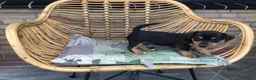 Jack Russel Terriër honden te koop: Mooie lieve Jack Russel puppy’s  - Advertentie 10