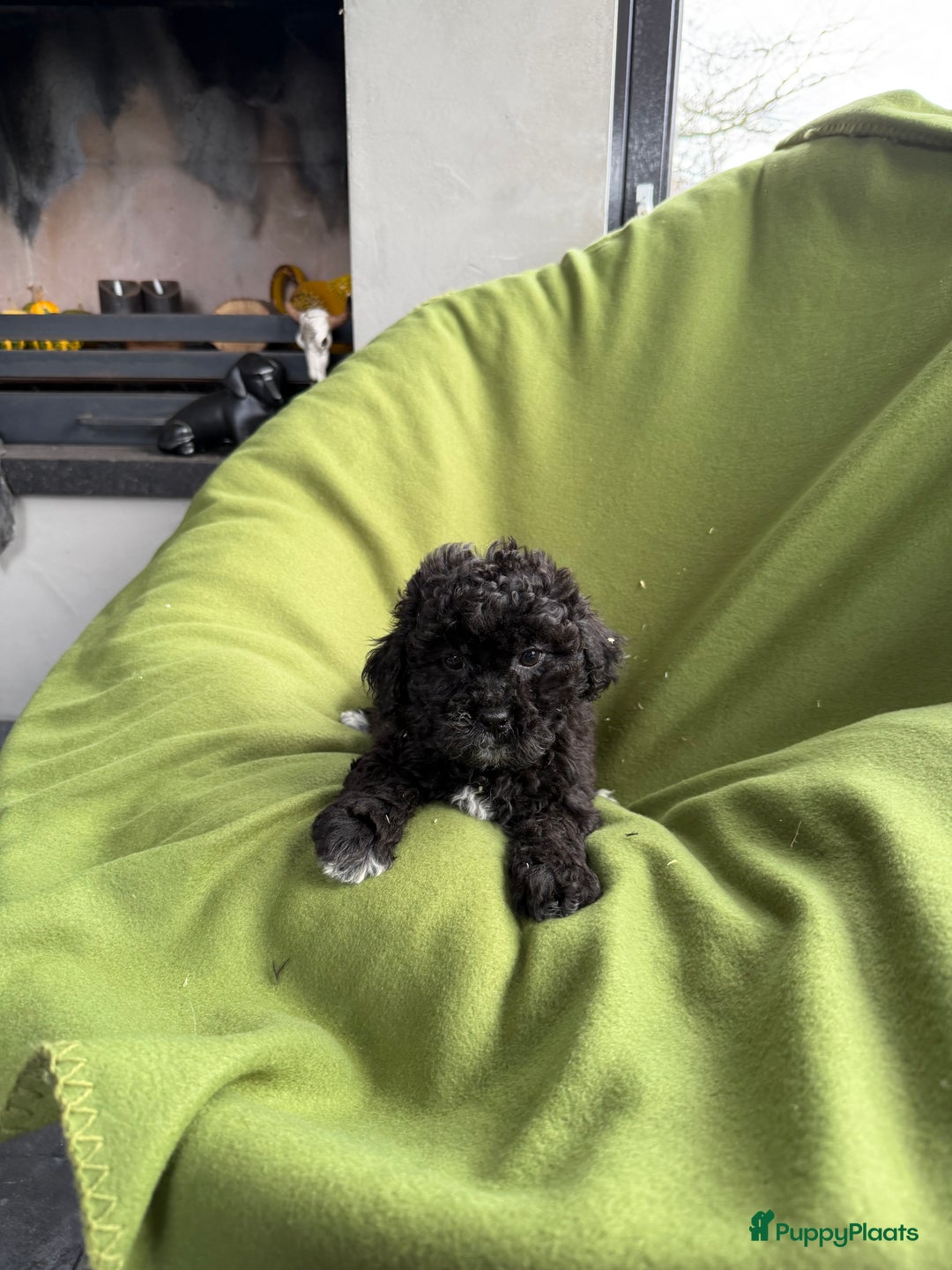 Maltipoo honden te koop: Maltipoo (Maltezer x Toy poedel) pups - Advertentie 6