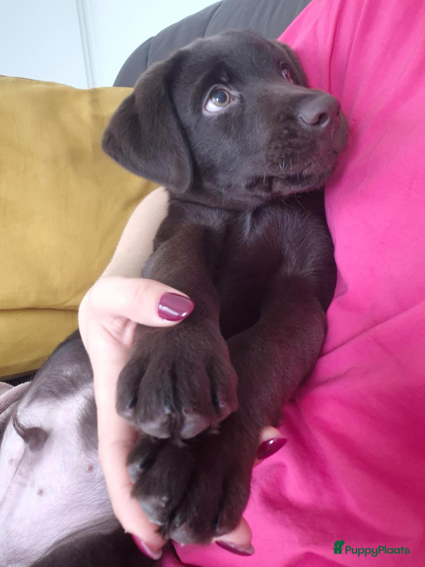Labrador Retriever honden Bruine Labrador reu  - Advertentie 4