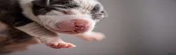 Amerikaanse Bully honden te koop: Prachtig nest American Bully pups - Advertentie 12