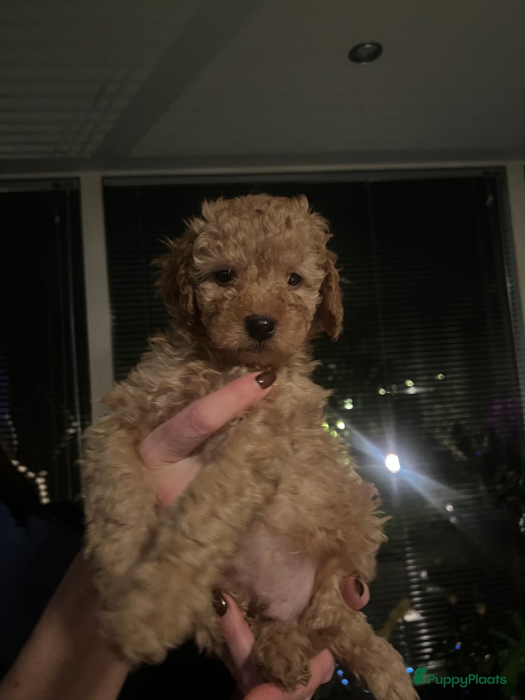 Kruising honden te koop: Huiselijke nest POEDELS, moeder & vader aanwezig  - Advertentie 4