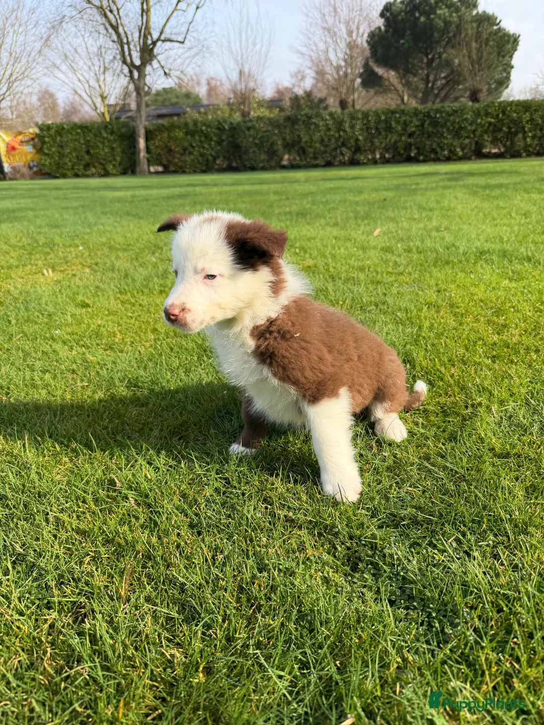 Kruising honden te koop: Australian Shepherd x Border Collie pups - Advertentie 18