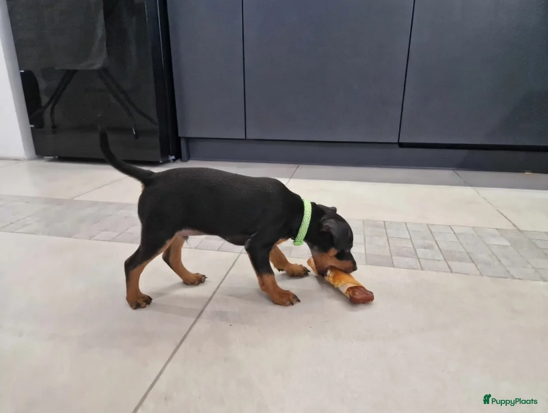 Dwergpinscher honden te koop: Dwergpinscherpuppy's - Advertentie 2