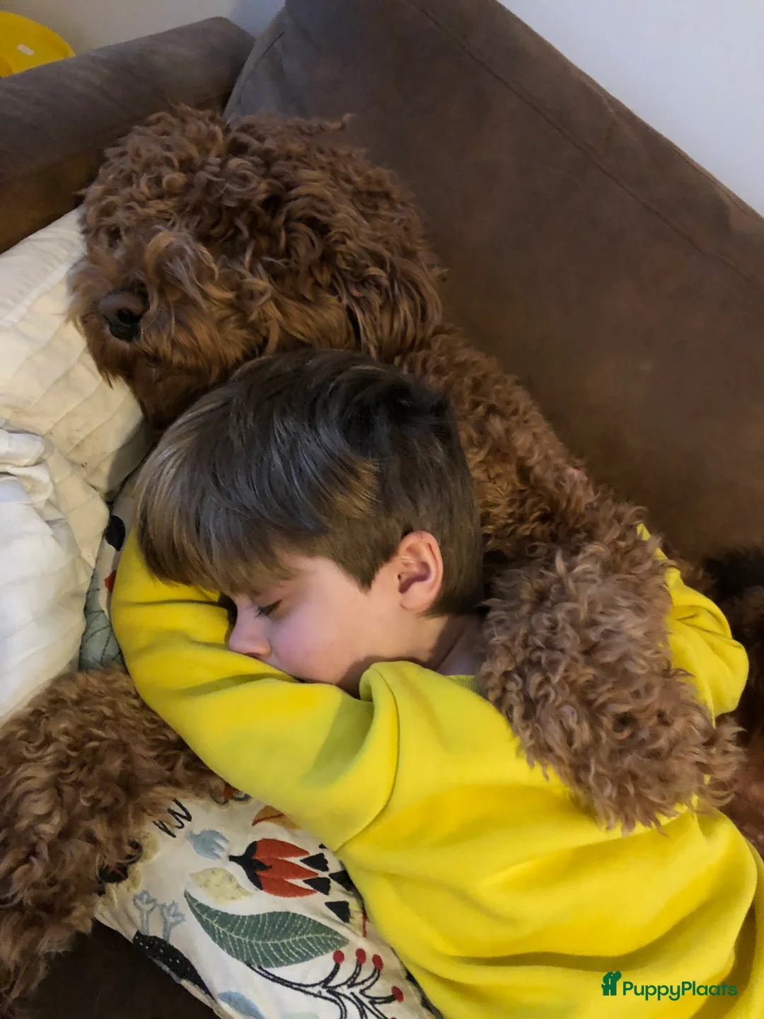 Labradoodle honden ter dekking: KNAPPE AUSTRALIAN LABRADOODLE DEKREU in Breda - Advertentie 25