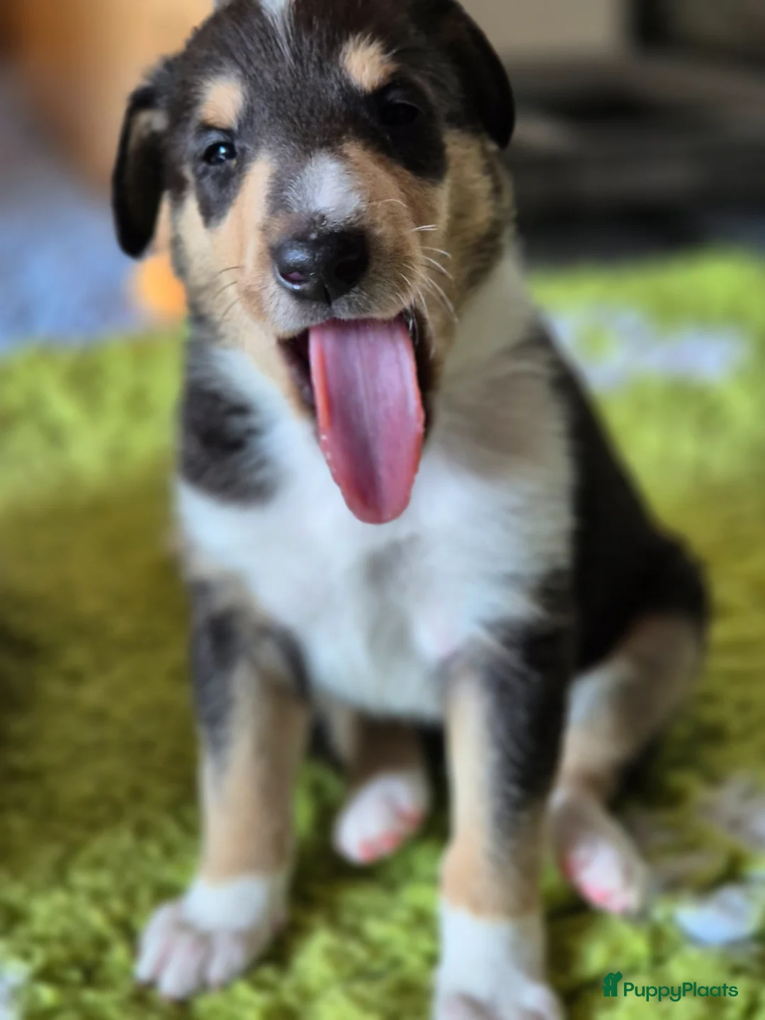 Schotse Herdershond korthaar honden te koop: Schotse collie korthaar teefje in Den Haag - Advertentie 4