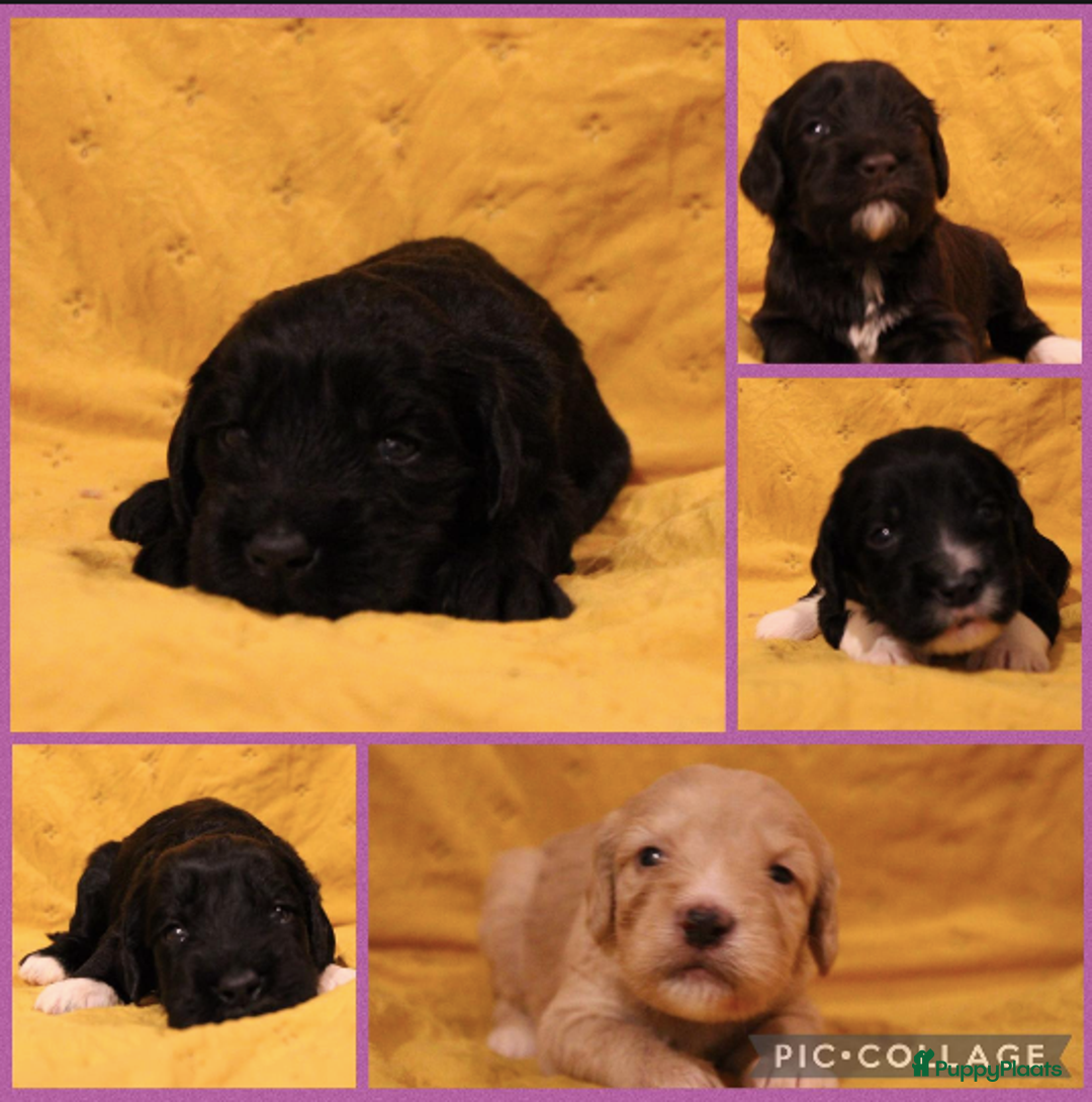 Barbet honden te koop: Barbet pups - Advertentie 14