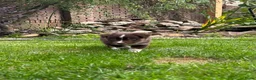 Australian Shepherd honden te koop: Aussie pups - Advertentie 12