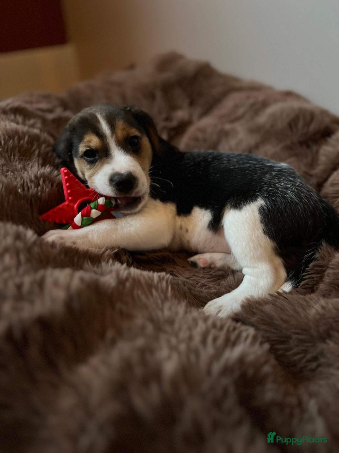 Beagle honden te koop: Vier lieve Beagle puppy’s  - Advertentie 5