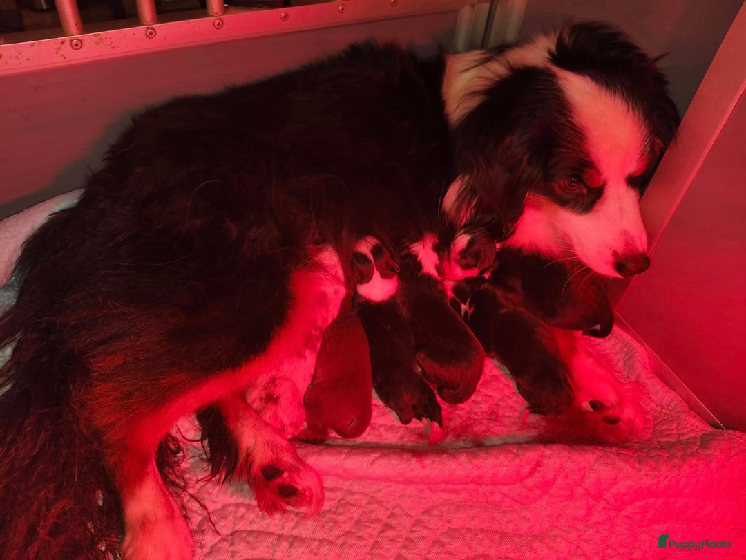 Australian Shepherd honden te koop: Miniature American Shepherd / Mini Aussie  - Advertentie 1