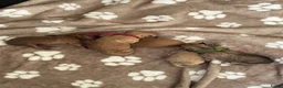 Pomeriaan honden te koop: Pomeriaan pupjes (keeshond) 2 gereserveerd - Advertentie 10