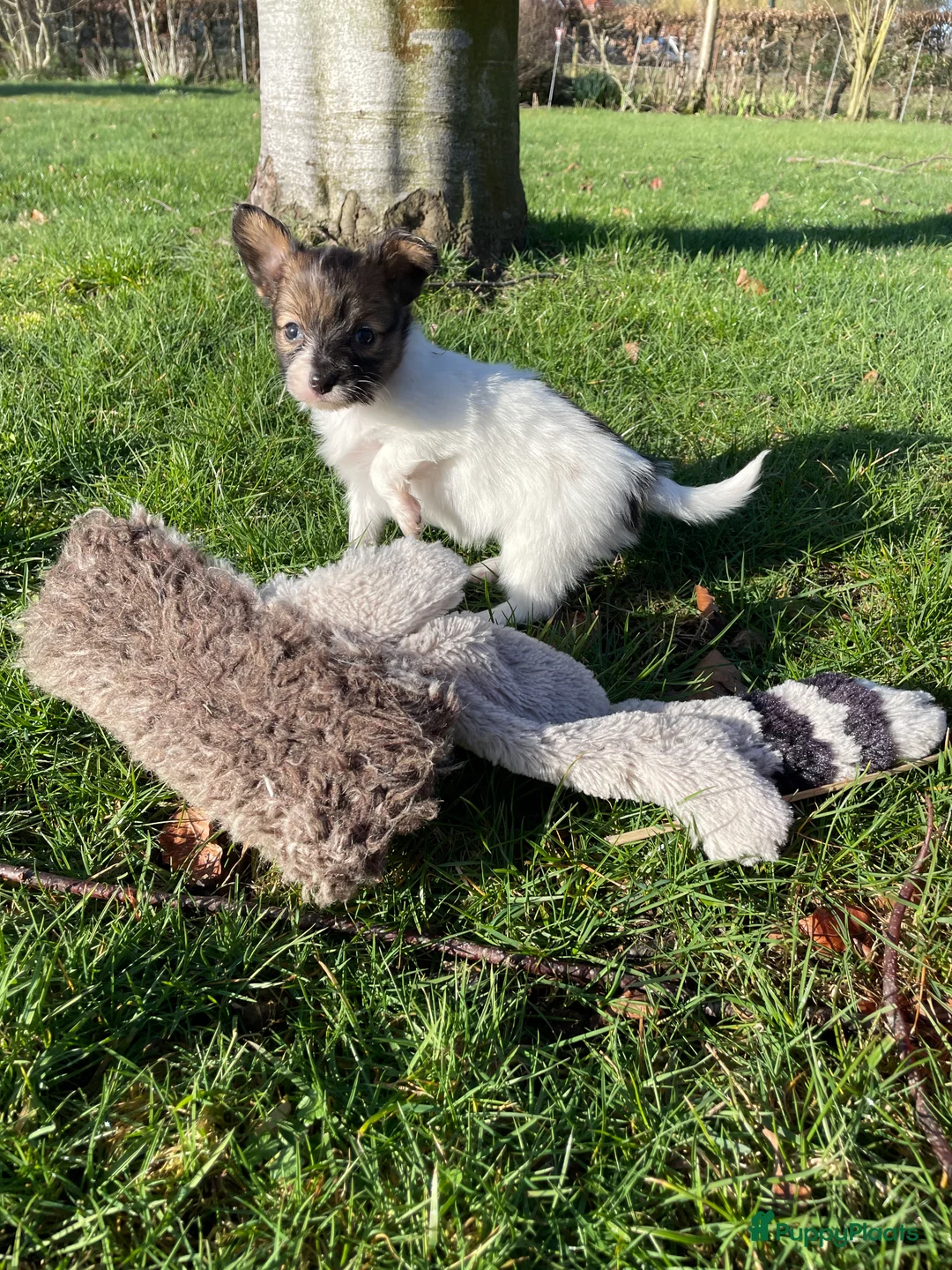 Vlinderhondje honden te koop: Prachtige Vlinderhondjes  - Advertentie 15