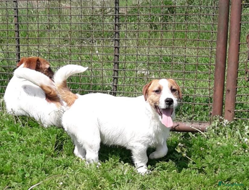Poedel Toy honden Deze Jack Russell pups  - Advertentie 1