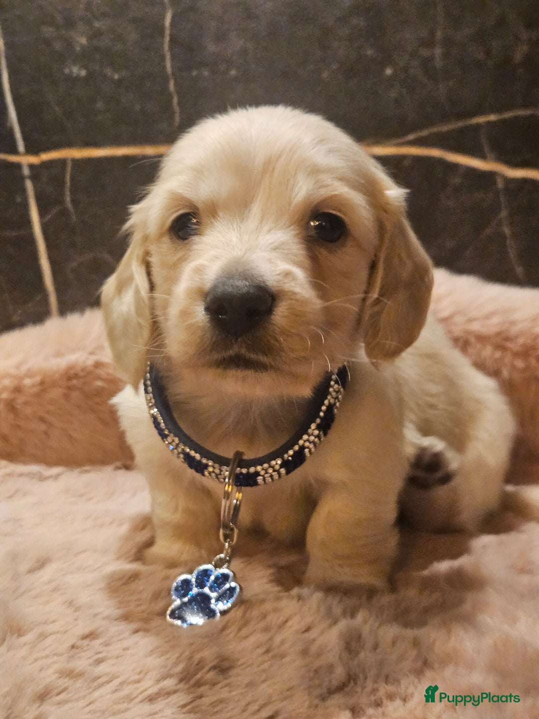 Teckel (langhaar) honden te koop: Schitterende licht blonde kleine teckel pupjes  - Advertentie 12