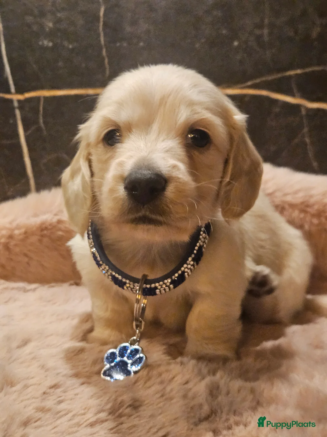 Teckel (langhaar) honden te koop: Schitterende licht blonde kleine teckel pupjes  - Advertentie 12