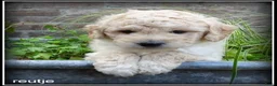 Labradoodle honden te koop: Labradoodle mini pups +/- 40 cm - Advertentie 6