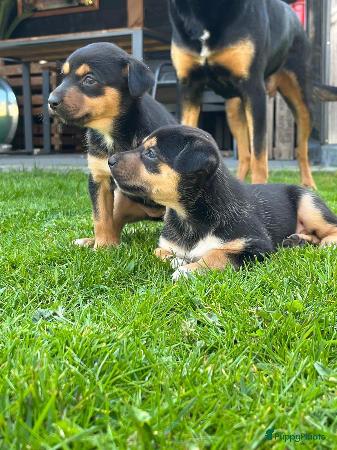 Kelpie Mastiff X Puppies Oud Australian Kelpie Pups Te Koop