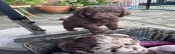 Labradoodle honden te koop: Prachtige medium labradoodle pups - Advertentie 10