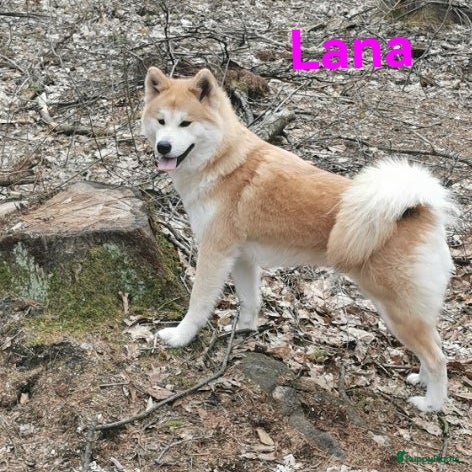 Kruising honden Pups samojeed j akita  - Advertentie 3