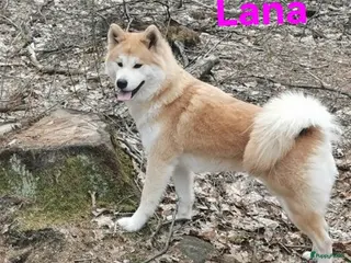 Kruising honden Pups samojeed j akita - Advertentie 3