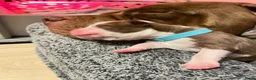 Kruising honden te koop: Prachtig nest bully xl en amerikaanse stafford in Heerhugowaard - Advertentie 18