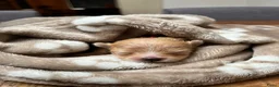 Pomeriaan honden te koop: Pomeriaan pupjes (keeshond) 2 gereserveerd - Advertentie 20