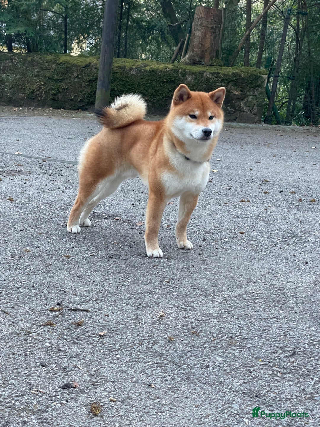 Shiba honden te koop: Shiba pups geboren uit geteste ouders - Advertentie 14