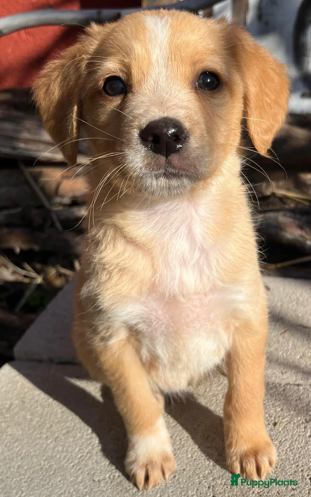 Kruising honden ter adoptie: zofia is op zoek naar een vriendje middelmaatje  - Advertentie 1