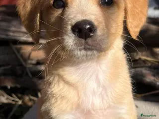 Kruising honden zofia is op zoek naar een vriendje middelmaatje - Advertentie 5