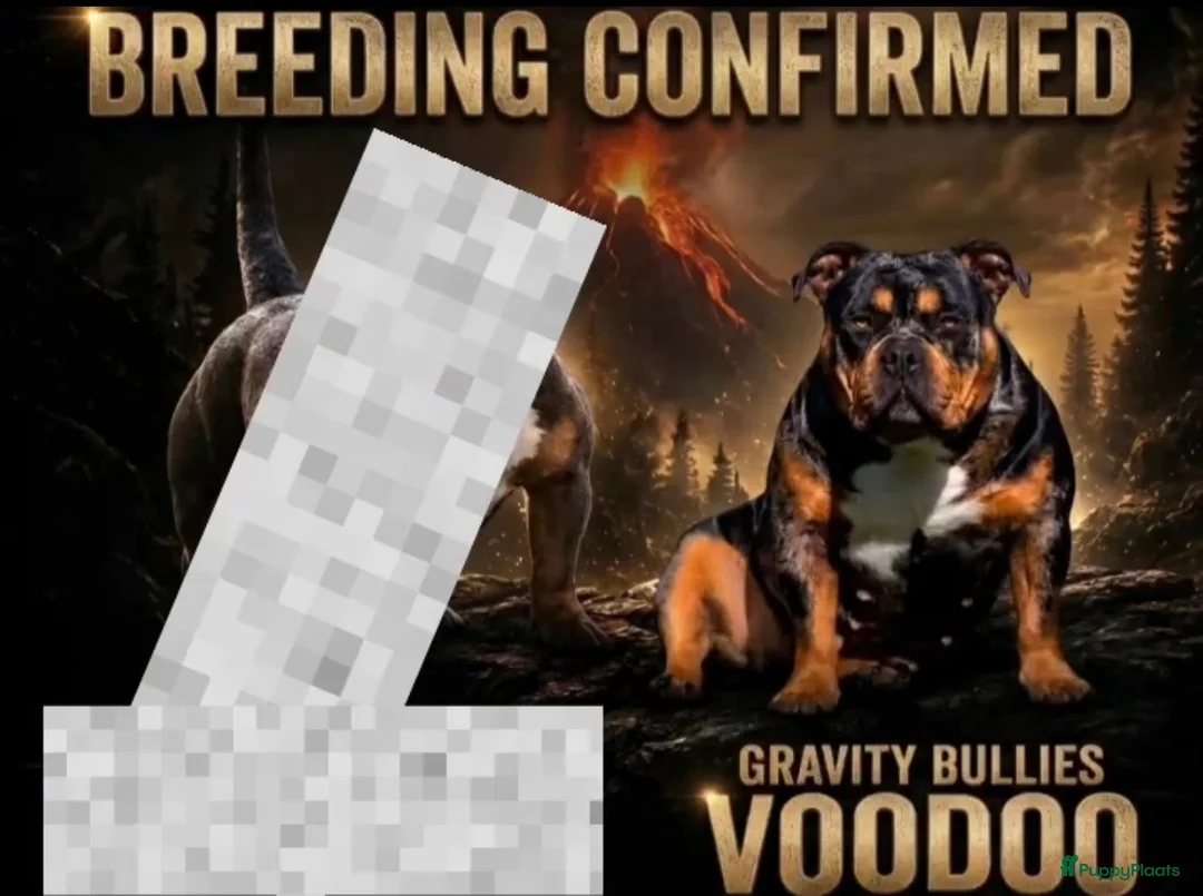 Amerikaanse Bully honden te koop: American Bully pocket pups verwacht  - Advertentie 1