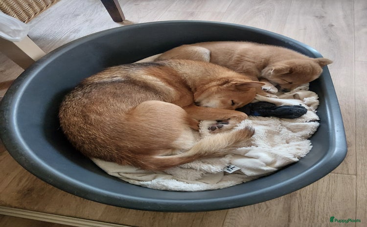 Shiba honden Shiba inu pups - Advertentie 1