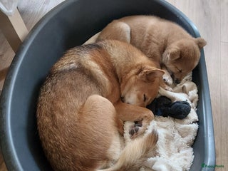 Shiba honden Shiba inu pups - Advertentie 3