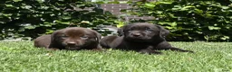 Labrador Retriever honden te koop: Chocolade bruine labrador pups met stamboom ! - Advertentie 14
