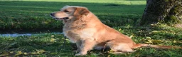 Golden Retriever honden te koop: Golden Retriever pup met stamboom - Advertentie 10