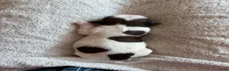 Shih Tzu honden te koop: Shih Tzu pups  in Heesch - Advertentie 7