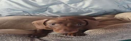 Dwergteckel honden te koop: Lieve kleine knuffelbeertjes, dwergteckel pups - Advertentie 10