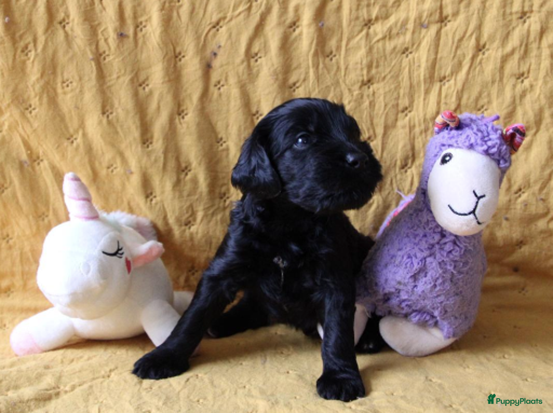 Barbet honden te koop: Barbet pups - Advertentie 27