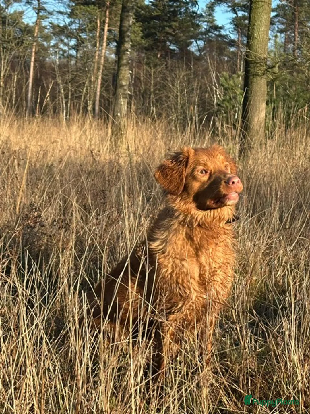 Nova Scotia Duck Tolling Retriever honden te koop: stamboompups - Advertentie 6