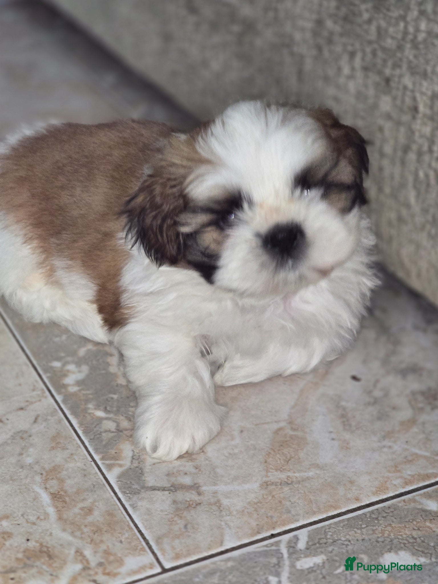 Shih Tzu honden Beschikbaar raszuivere shih-tzu pups  - Advertentie 3